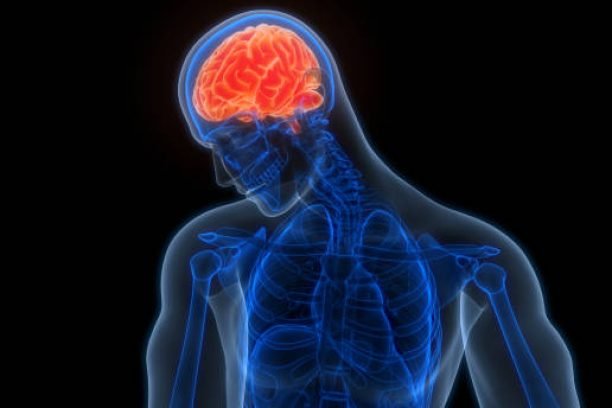 3D Illustration Concept of Central Organ of Human Nervous System Brain Anatomy